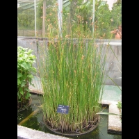 Scirpus Lacustris cv Zebrinus (fam. Cyperacees) (2)